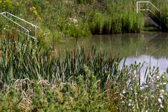 image shows pond on site