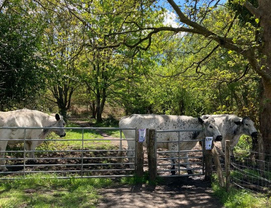 Cattle grazing on the Heath