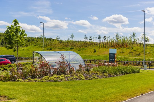 image showing tree planting on site