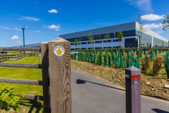 image shows tree planting on site